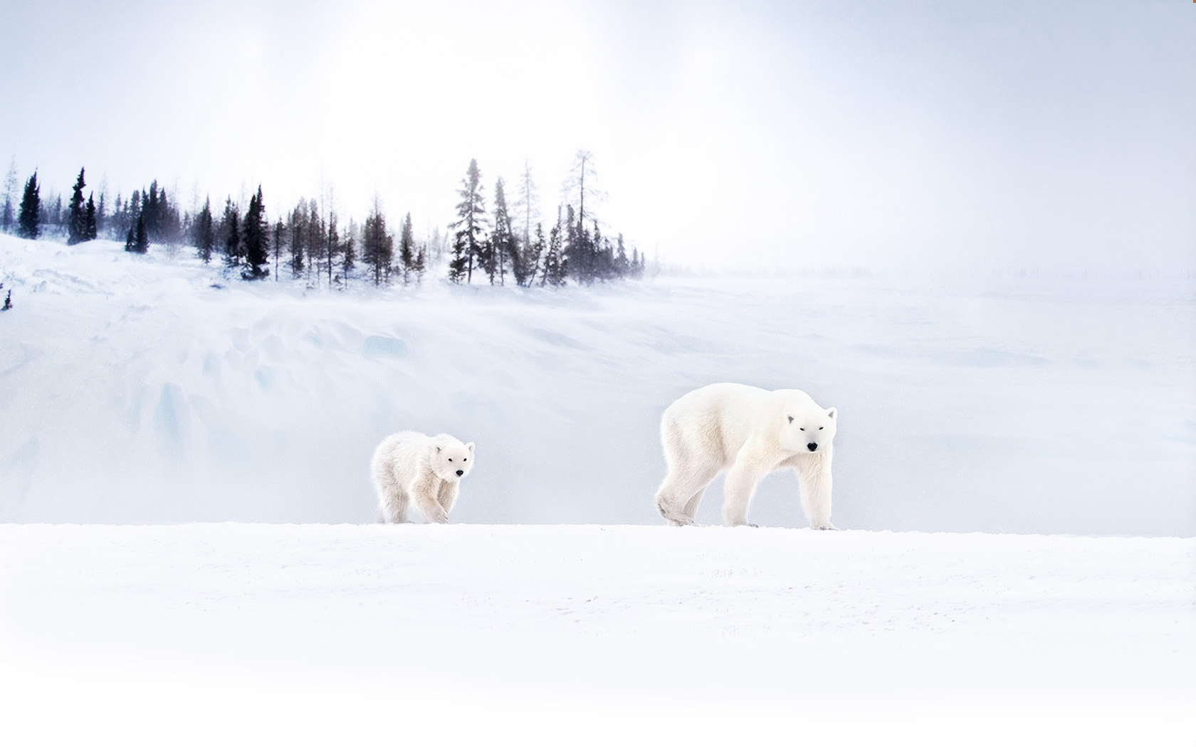 Desktop wallpaper of polar bear