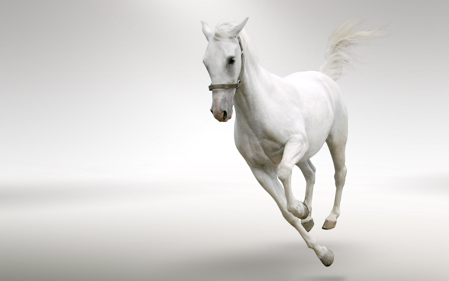 beautiful horse desktop wallpaper