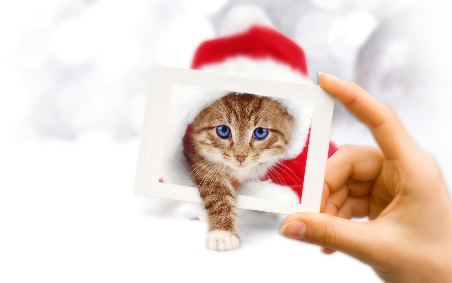 Christmas Eve Kitten Wallpaper