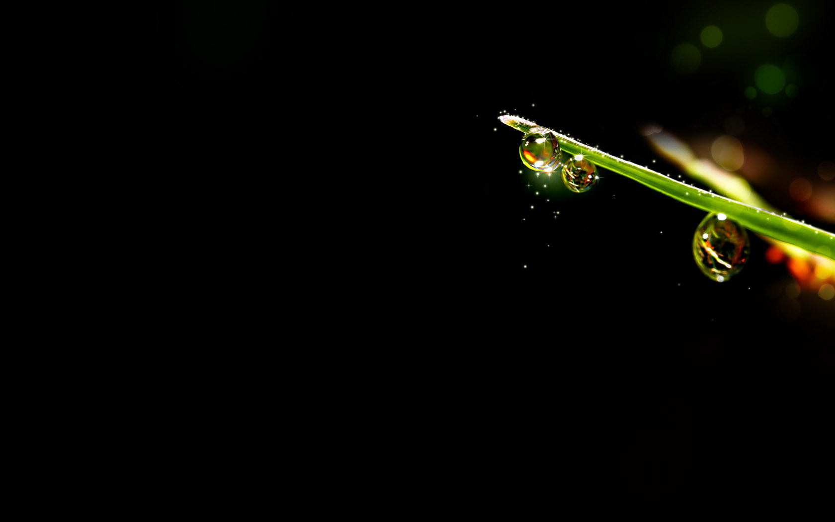 Morning dew drops desktop background