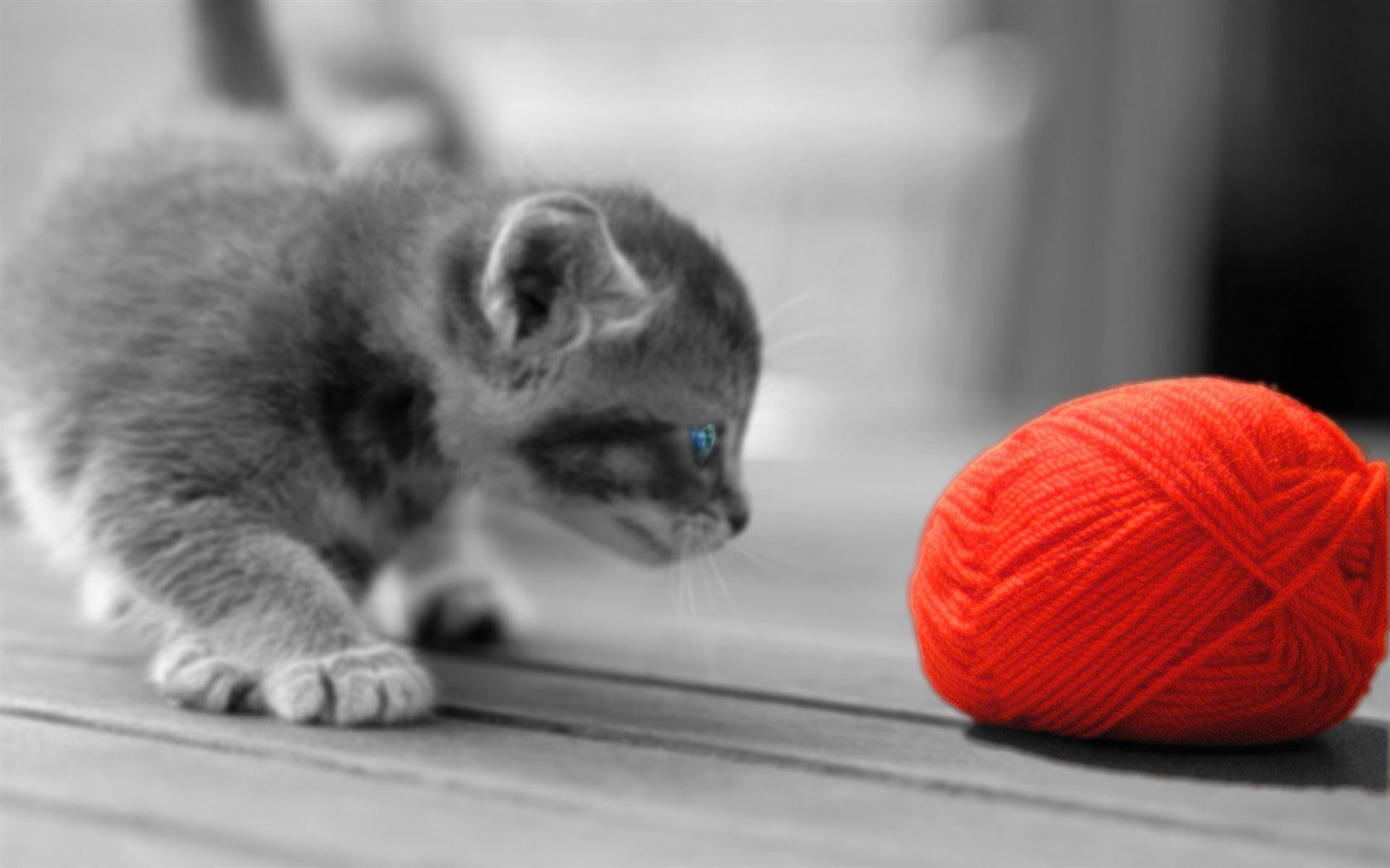 Kitten and yarn ball desktop background