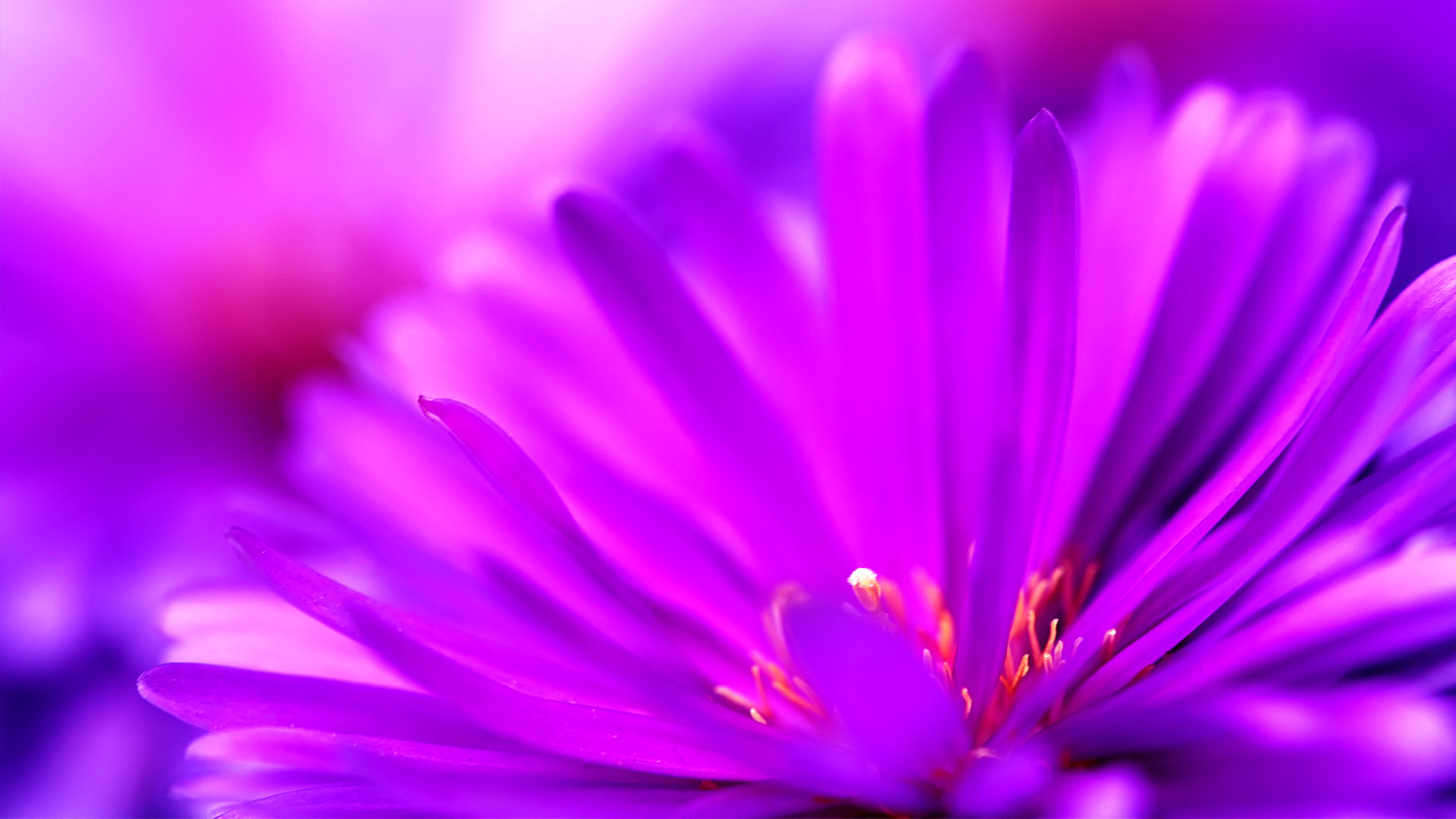 Pink purple flower desktop wallpaper