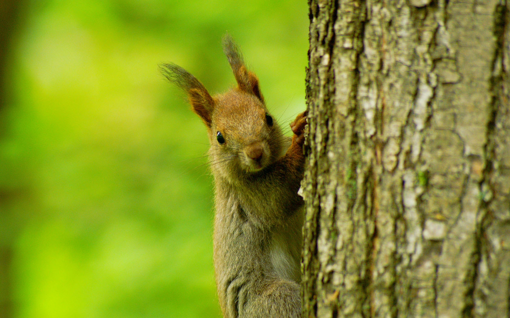 Forest Squirrel Wallpaper