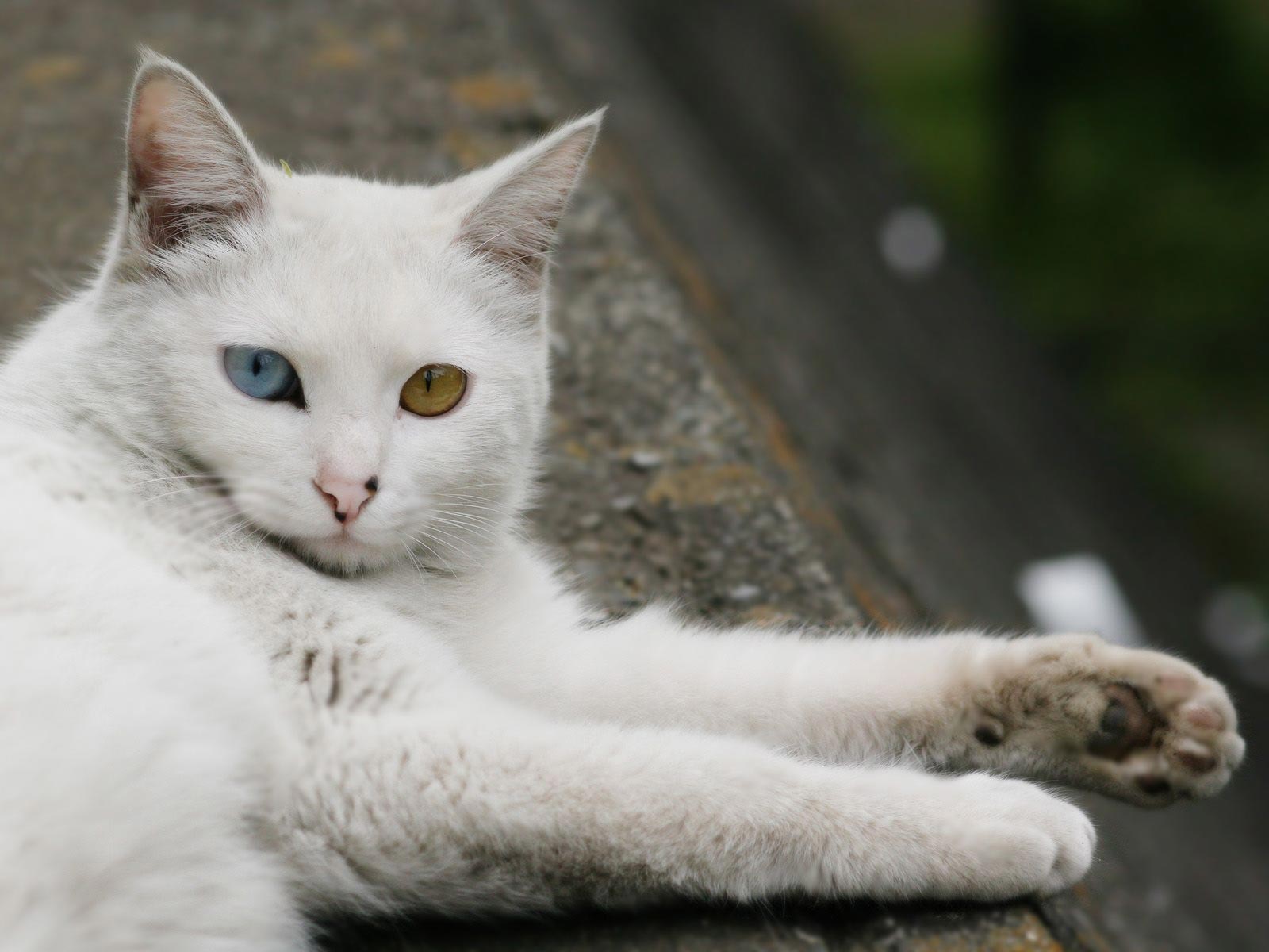 Cute White Cat Desktop Wallpaper