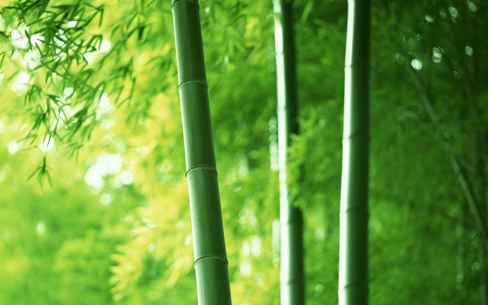 HD bamboo desktop wallpaper