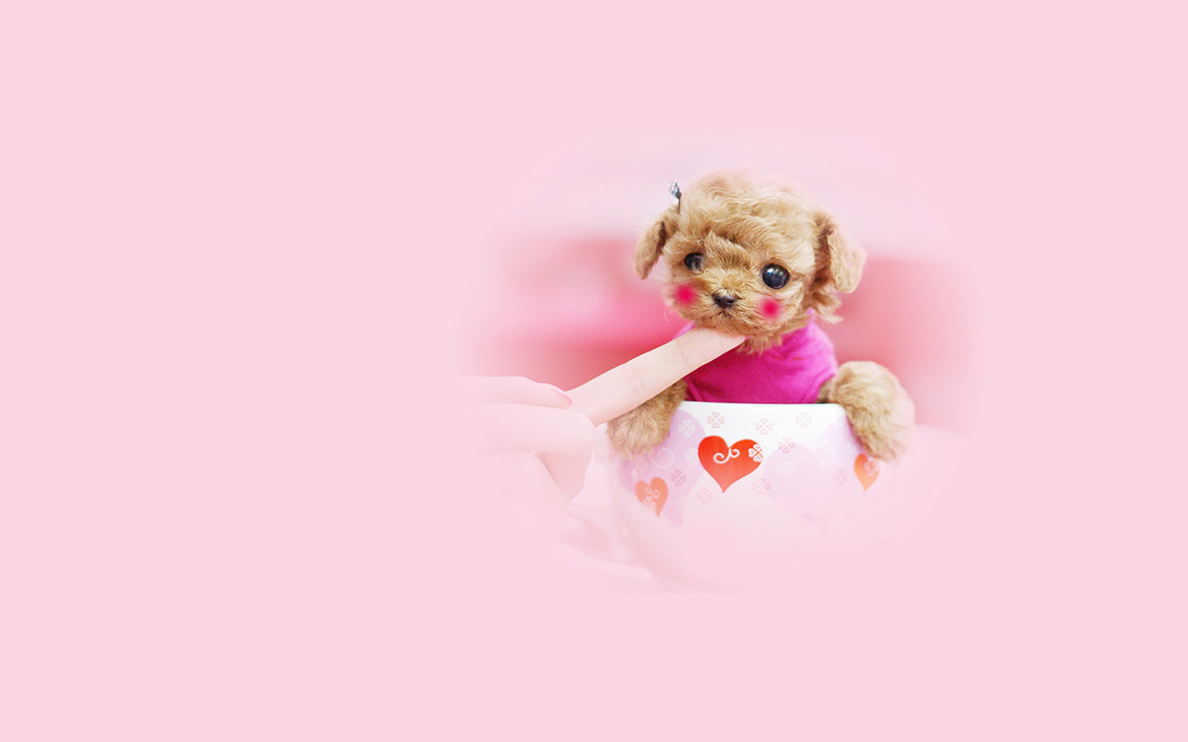 Cute teacup dog desktop background picture