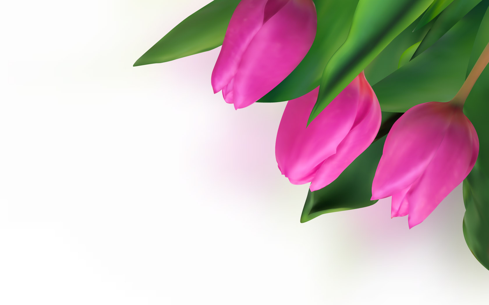 pink tulip desktop picture