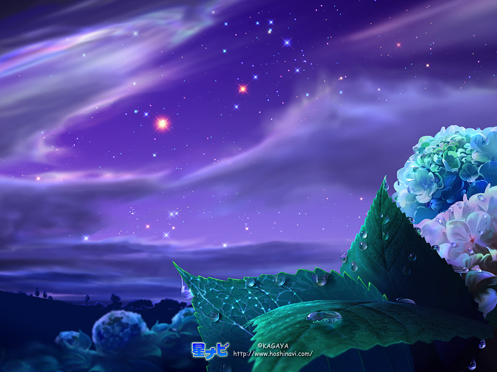 Hydrangea dreamy starry sky desktop wallpaper