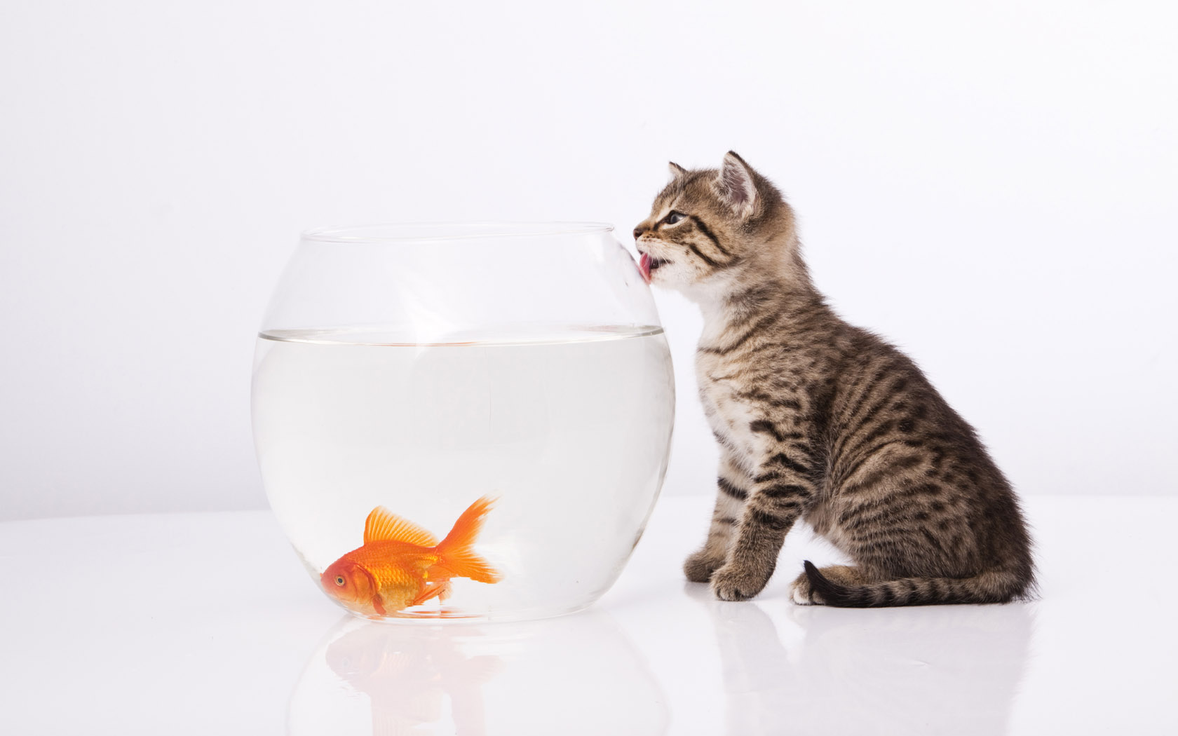 Cat and fish desktop wallpaper