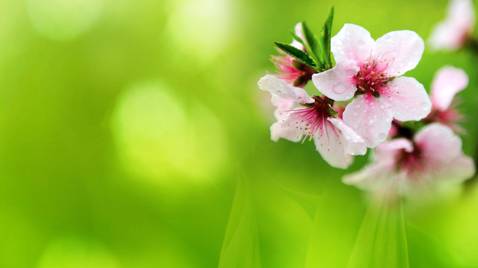 beautiful peach blossom desktop wallpaper