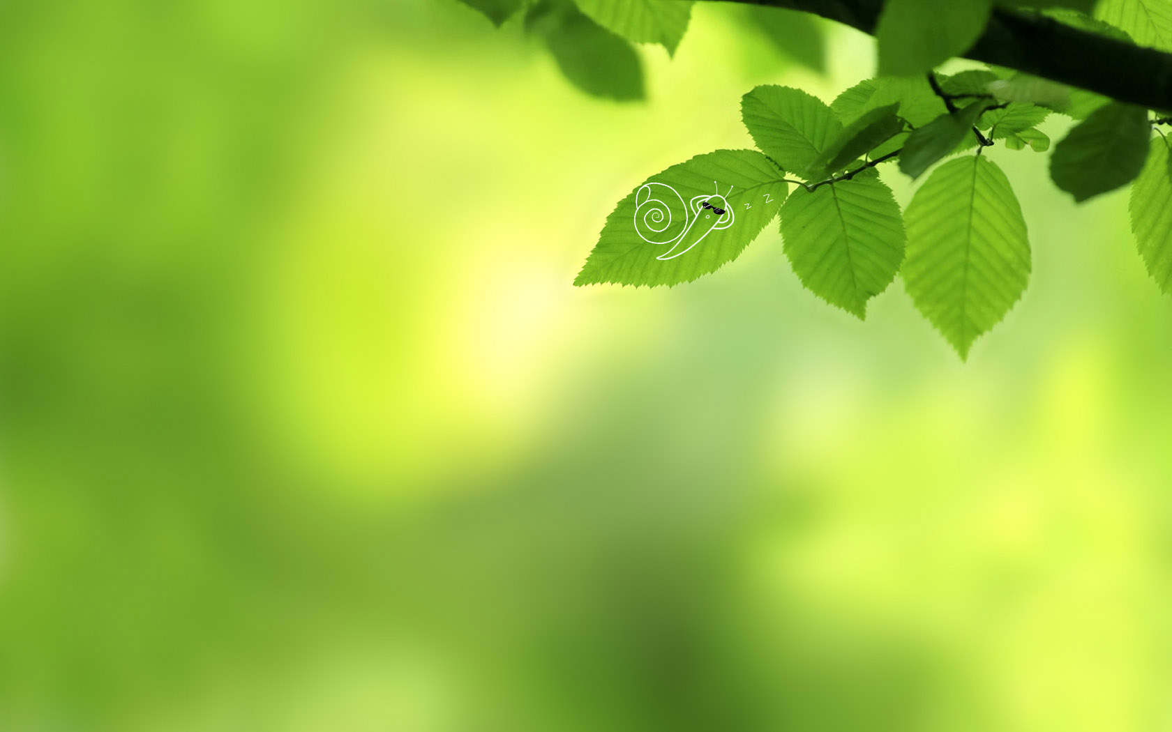 spring green leaves desktop background picture