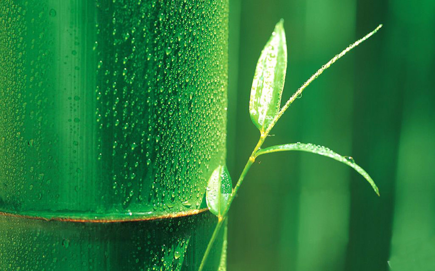 green bamboo desktop background picture