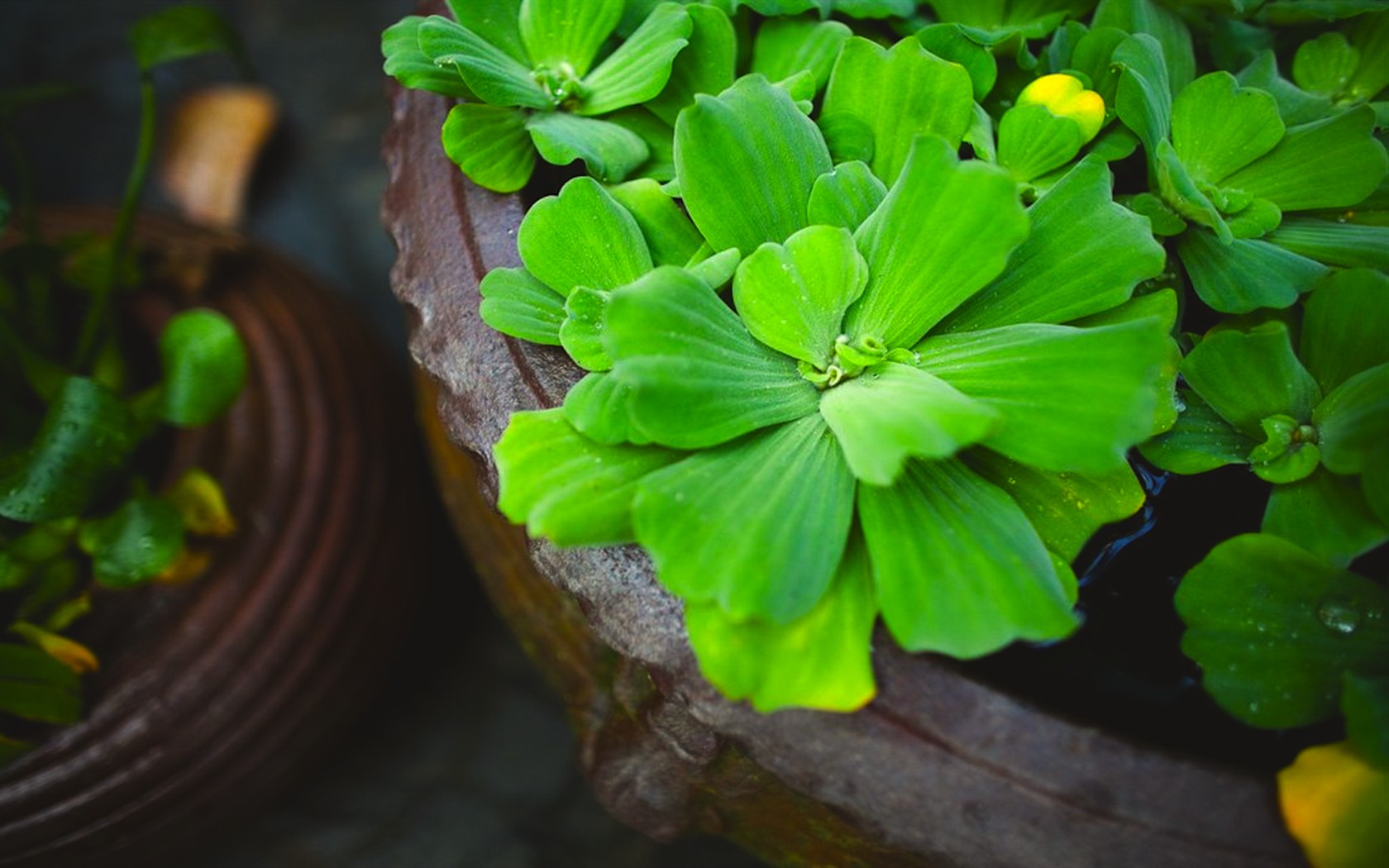 green lotus leaf desktop wallpaper