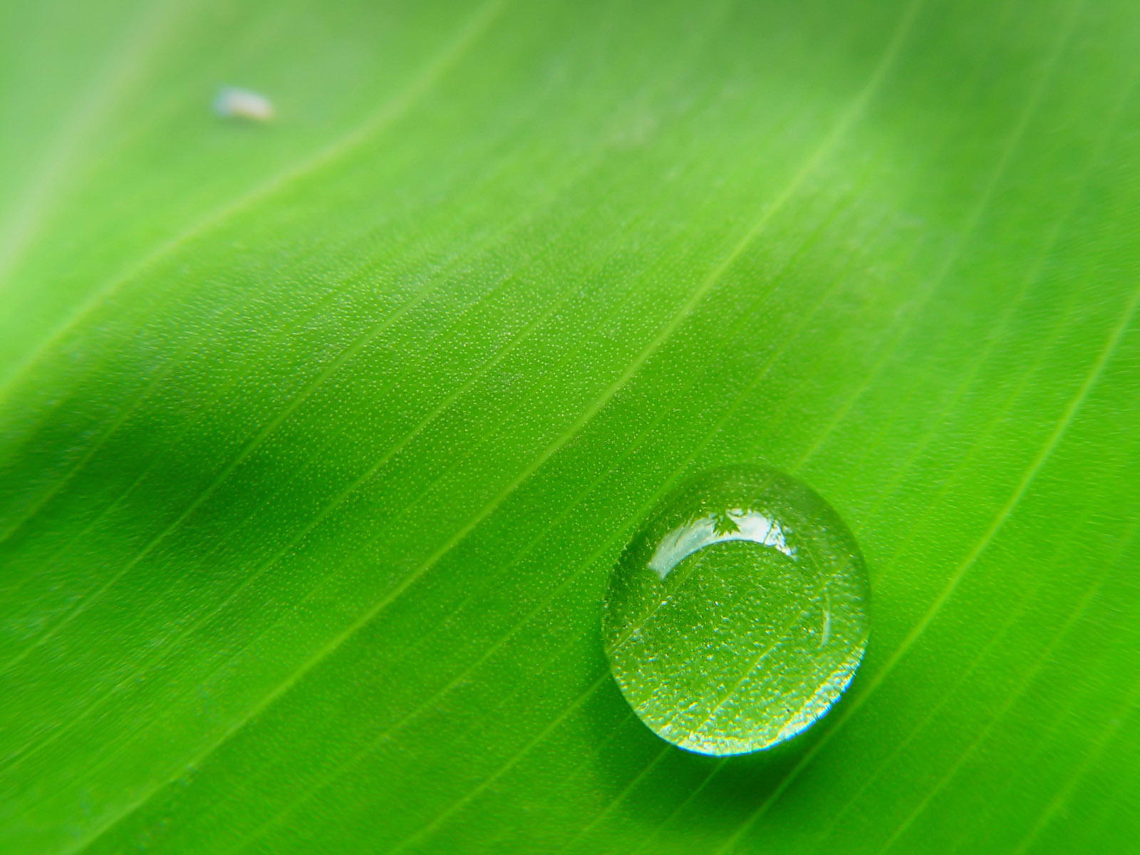 green water drops desktop background image