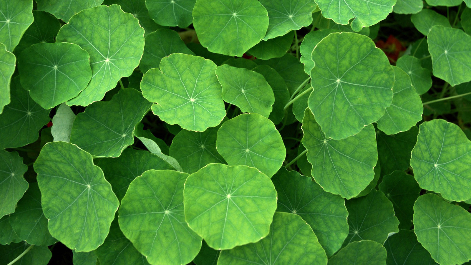 Lotus leaf computer desktop background