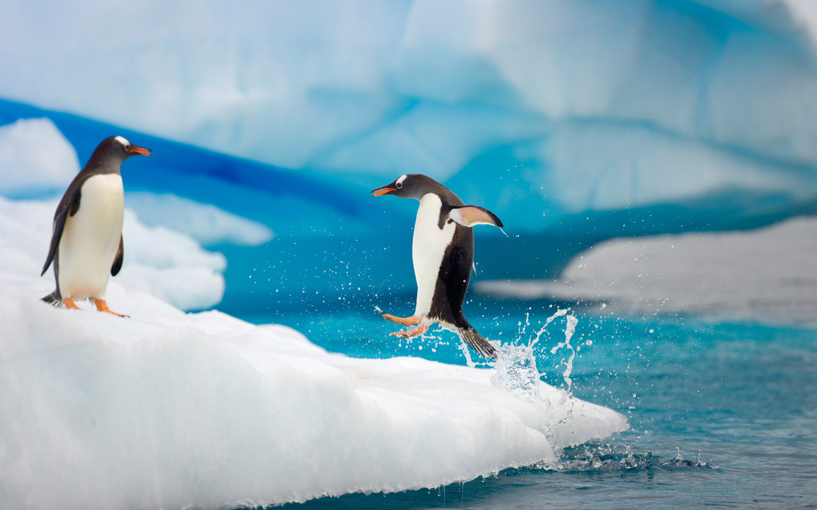 Antarctic cute penguin desktop wallpaper