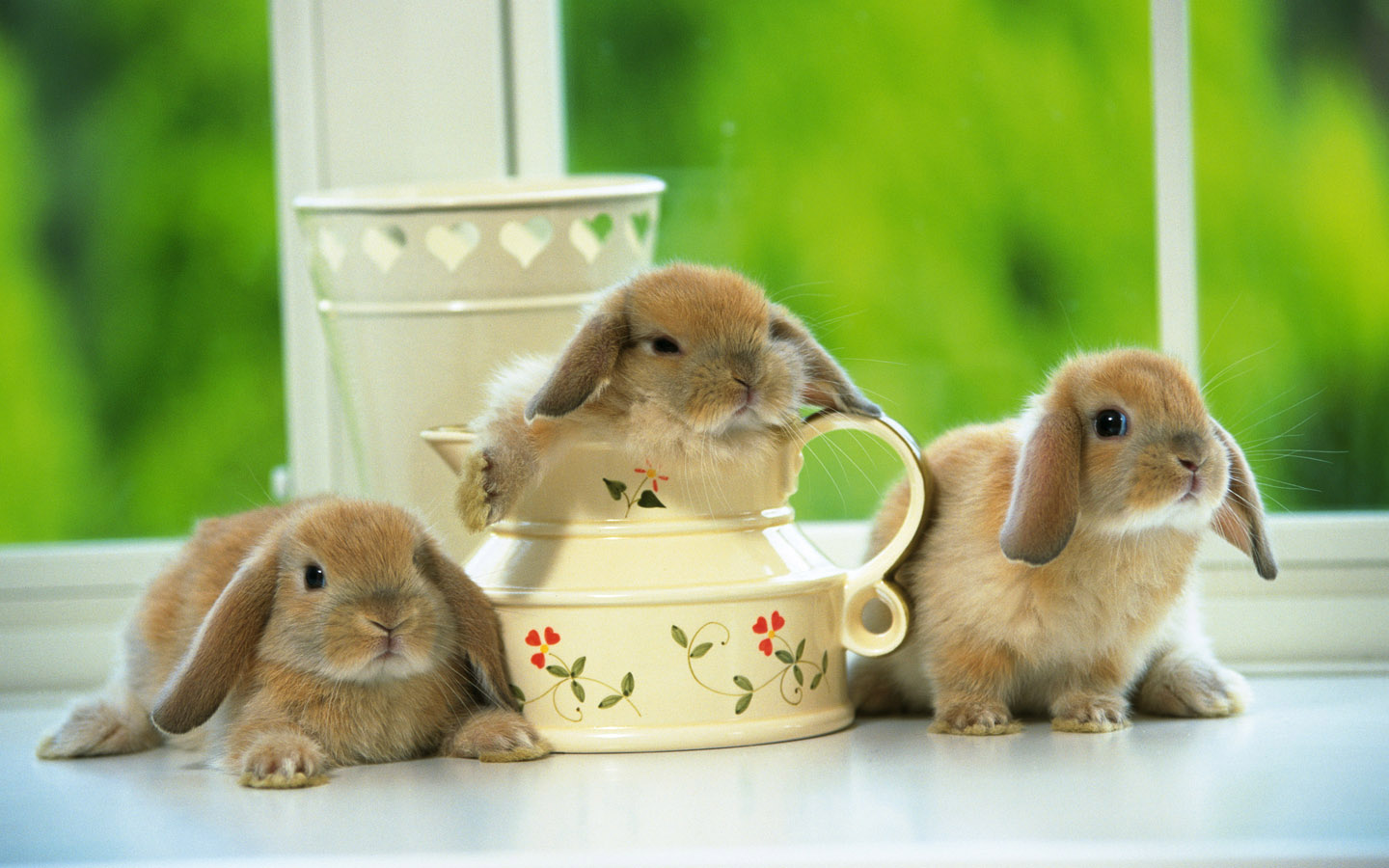 beautiful rabbit desktop wallpaper