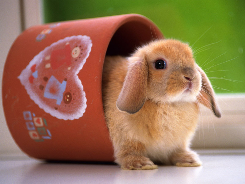 Rabbit cup desktop wallpaper