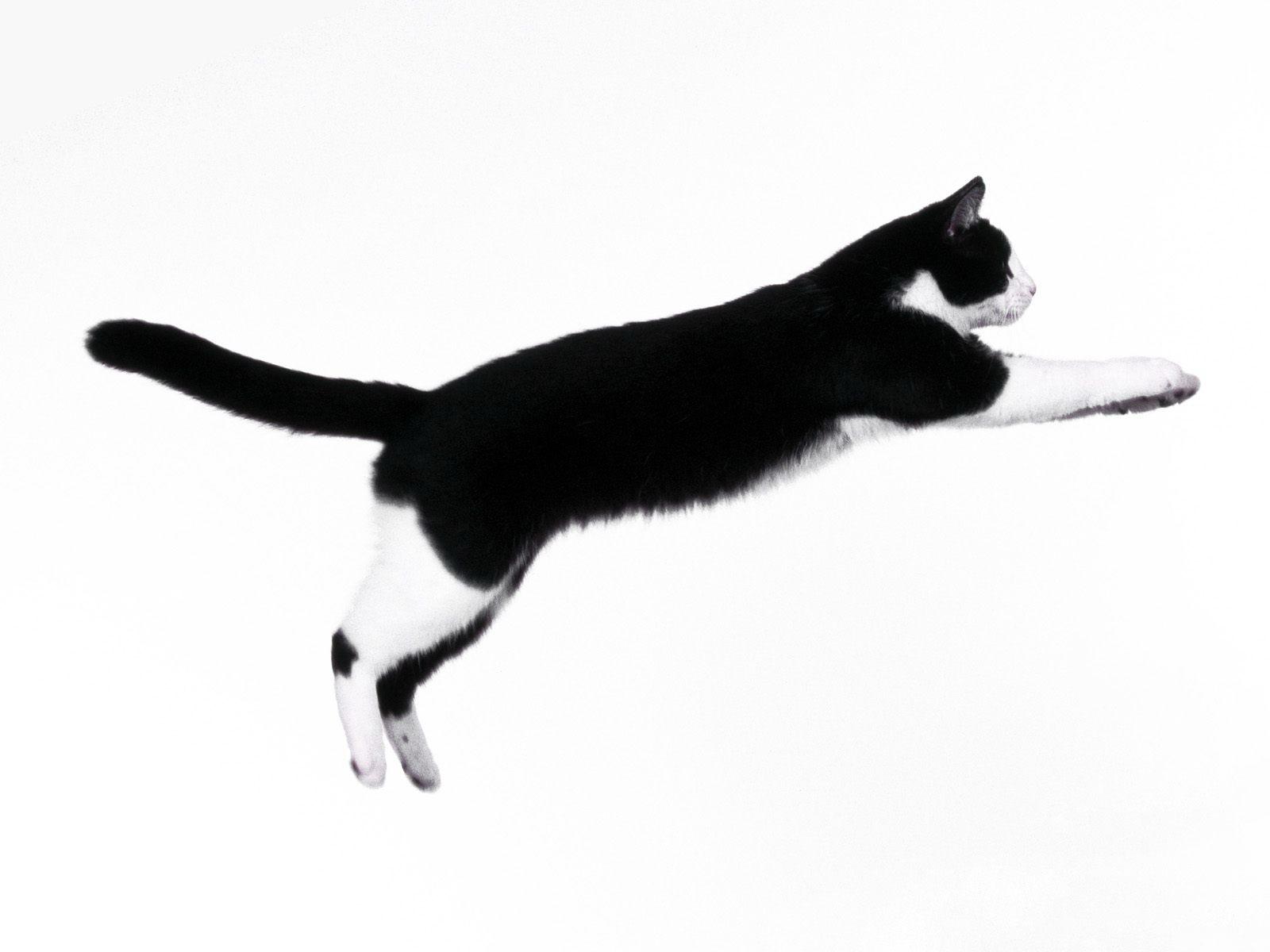 Black and white cat desktop wallpaper