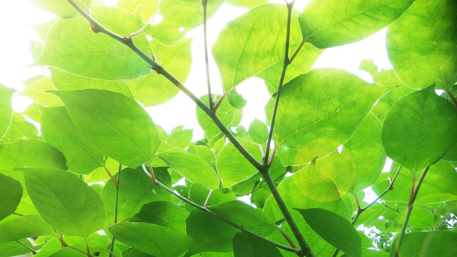 green leaves desktop wallpaper
