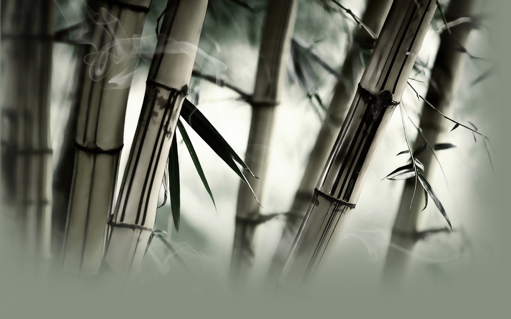 Bamboo View Desktop Wallpaper