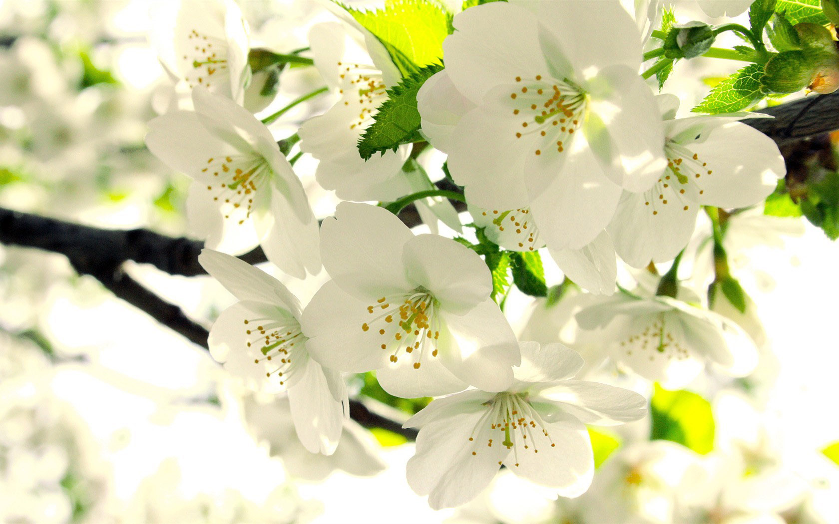 White Pear Blossom Desktop Wallpaper