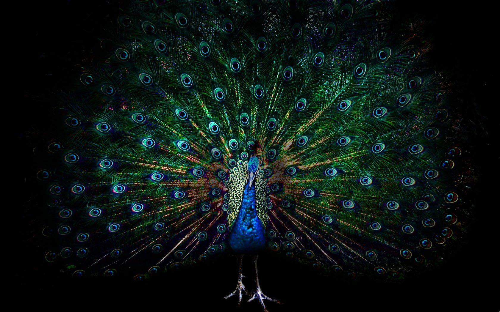 Peacock open screen desktop wallpaper