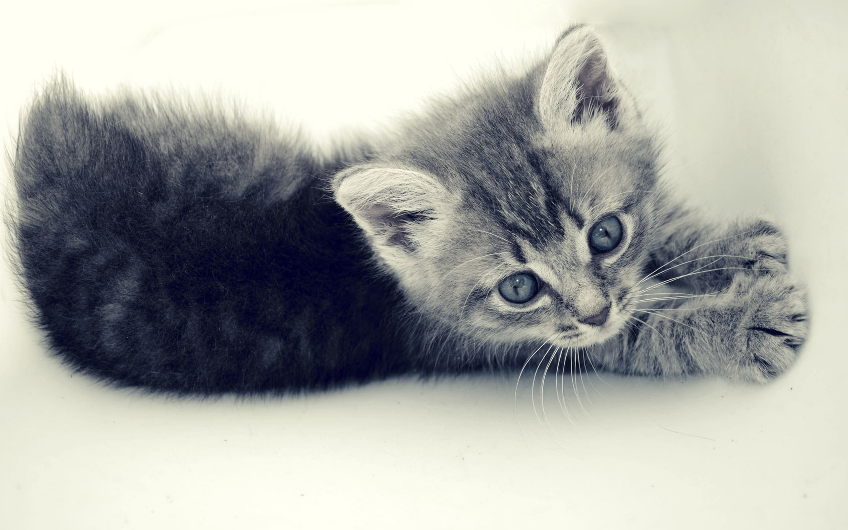 kitten desktop picture