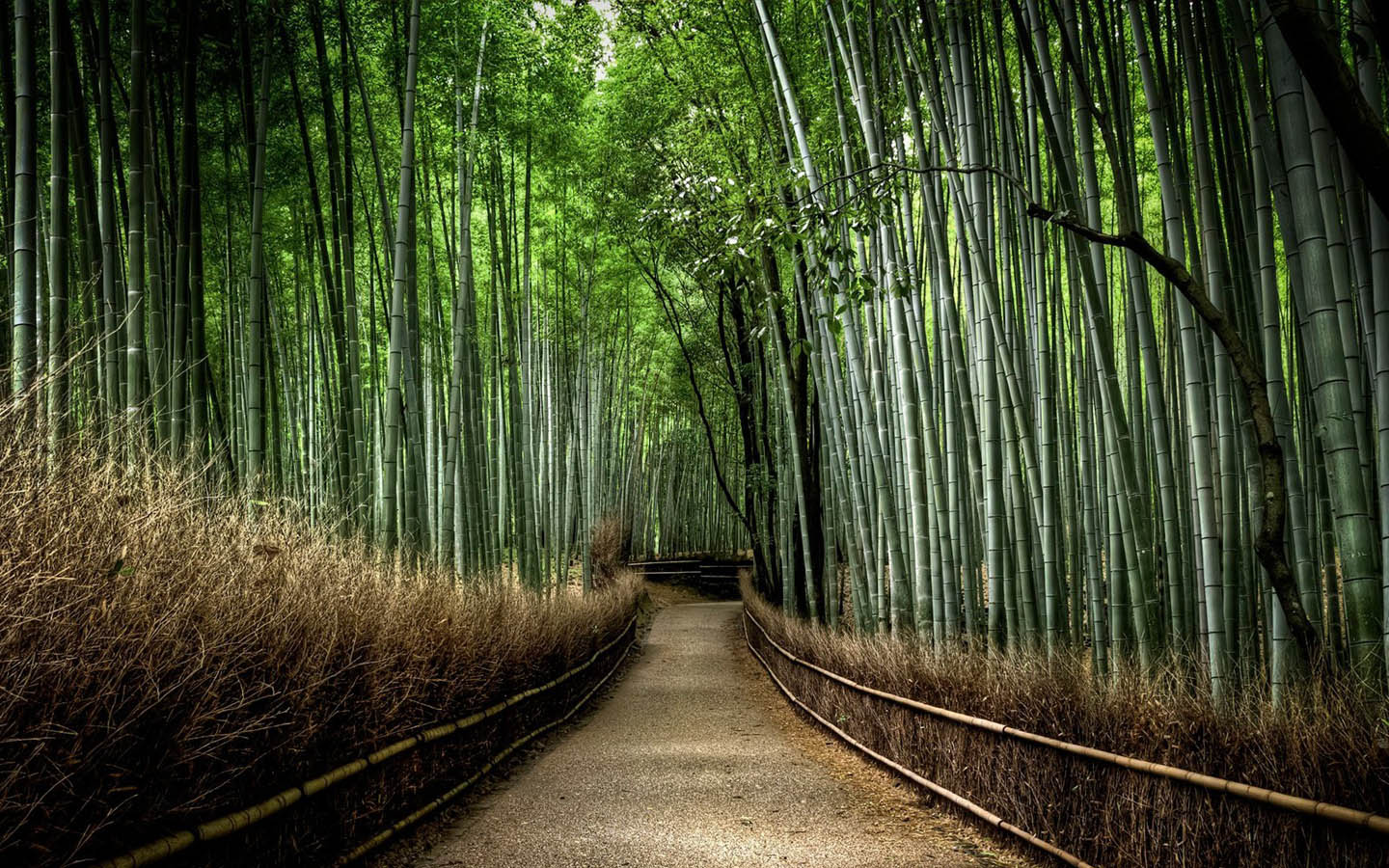 beautiful bamboo forest scenery desktop wallpaper