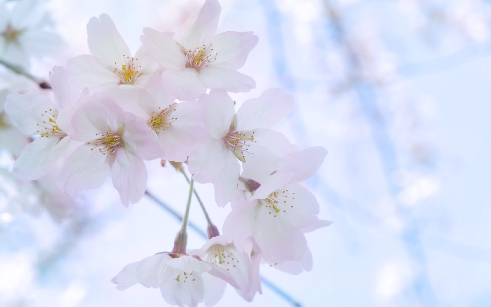 Pink White Pear Blossom Picture Wallpaper
