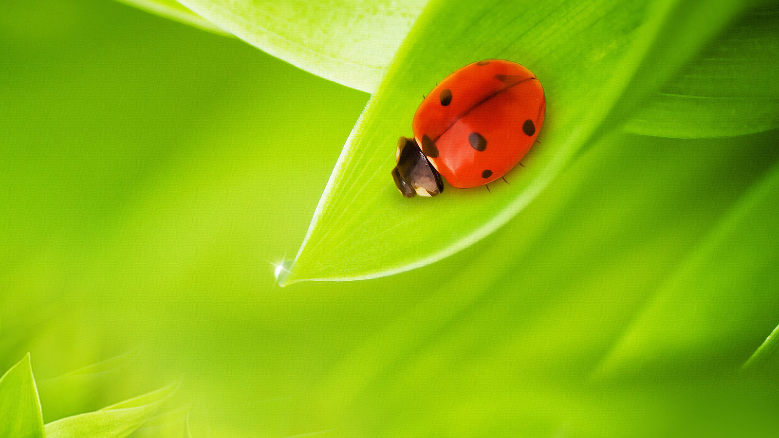 ladybug and green leaf desktop background