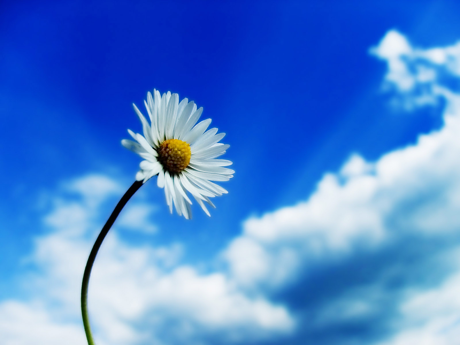 Blue Sky Flower Desktop Picture