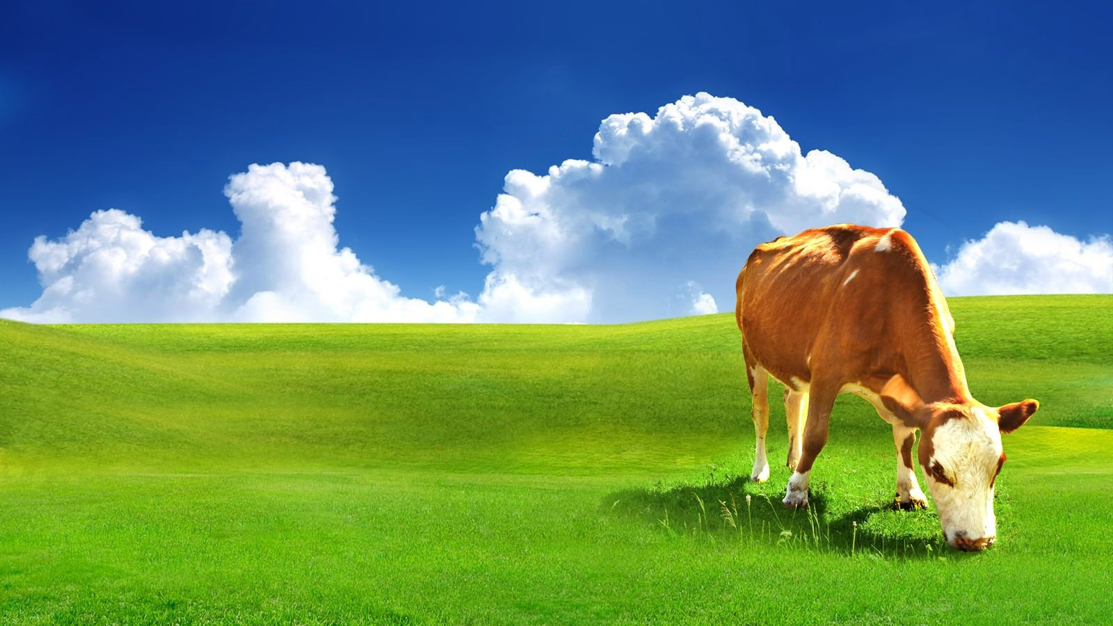 Green grassland scenery desktop wallpaper
