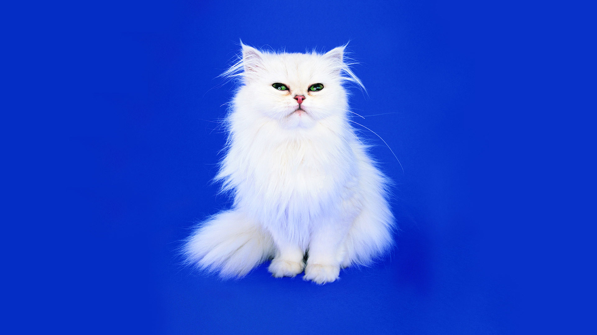 white cat desktop wallpaper