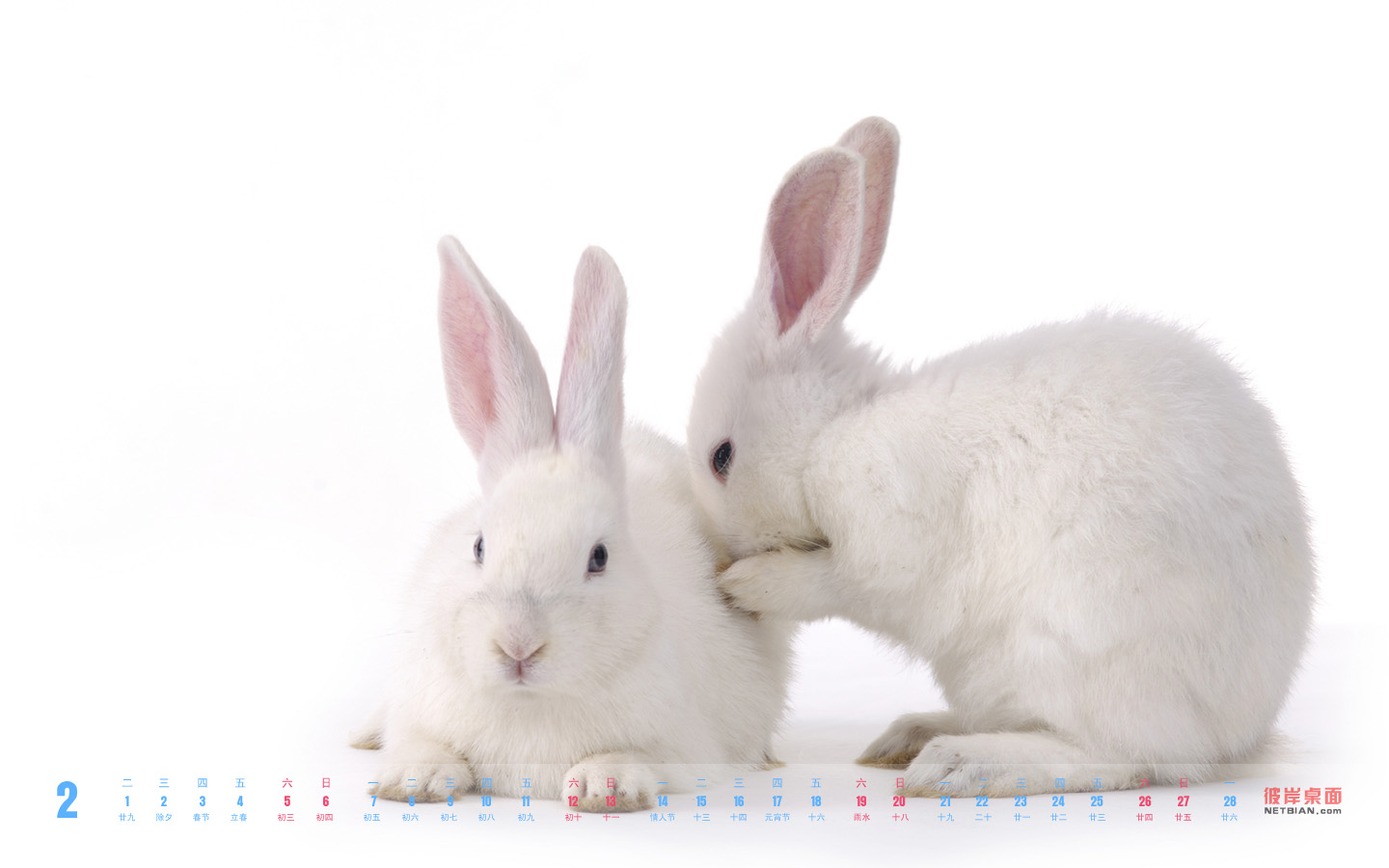 Cute little rabbit February 2011 calendar desktop wallpaper