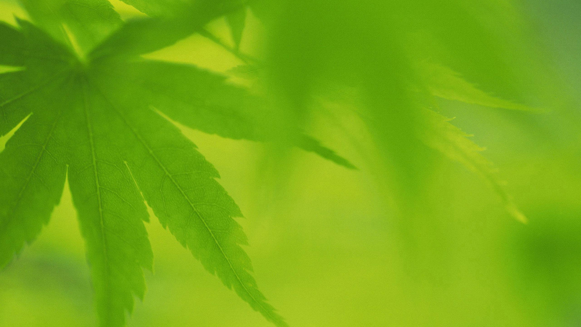 Green Widescreen Plant Desktop Wallpaper