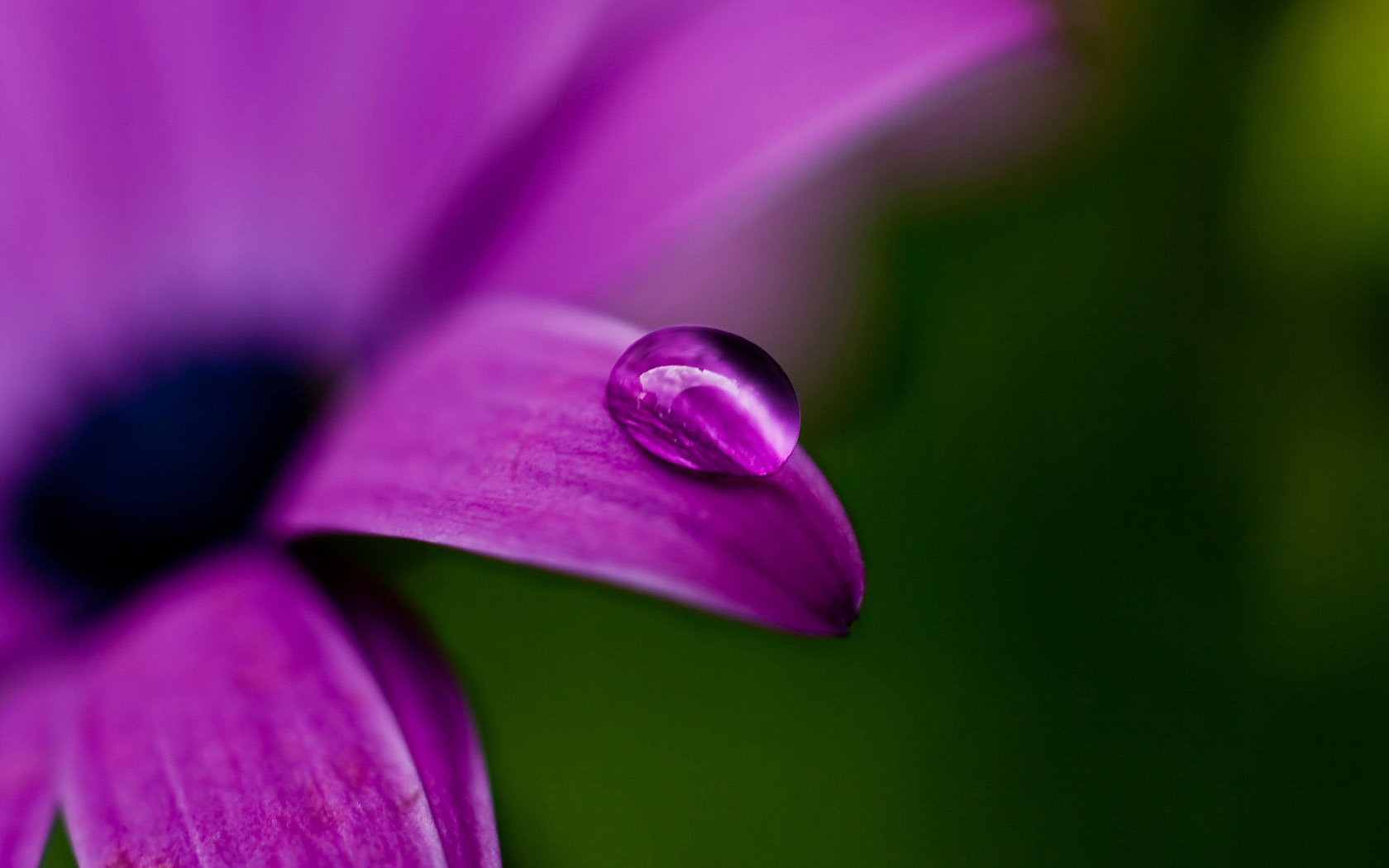 purple flower desktop background picture