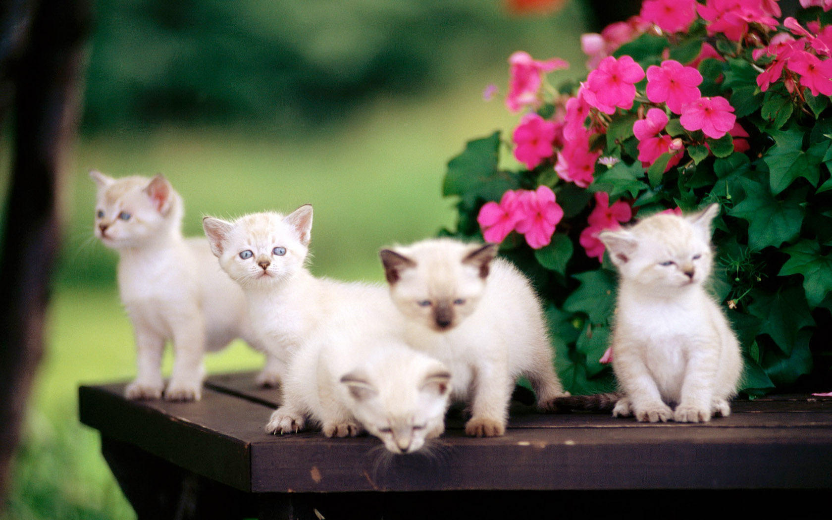5 cute kitten desktop background pictures