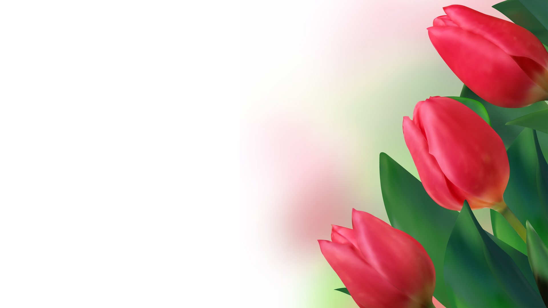 red tulip desktop wallpaper