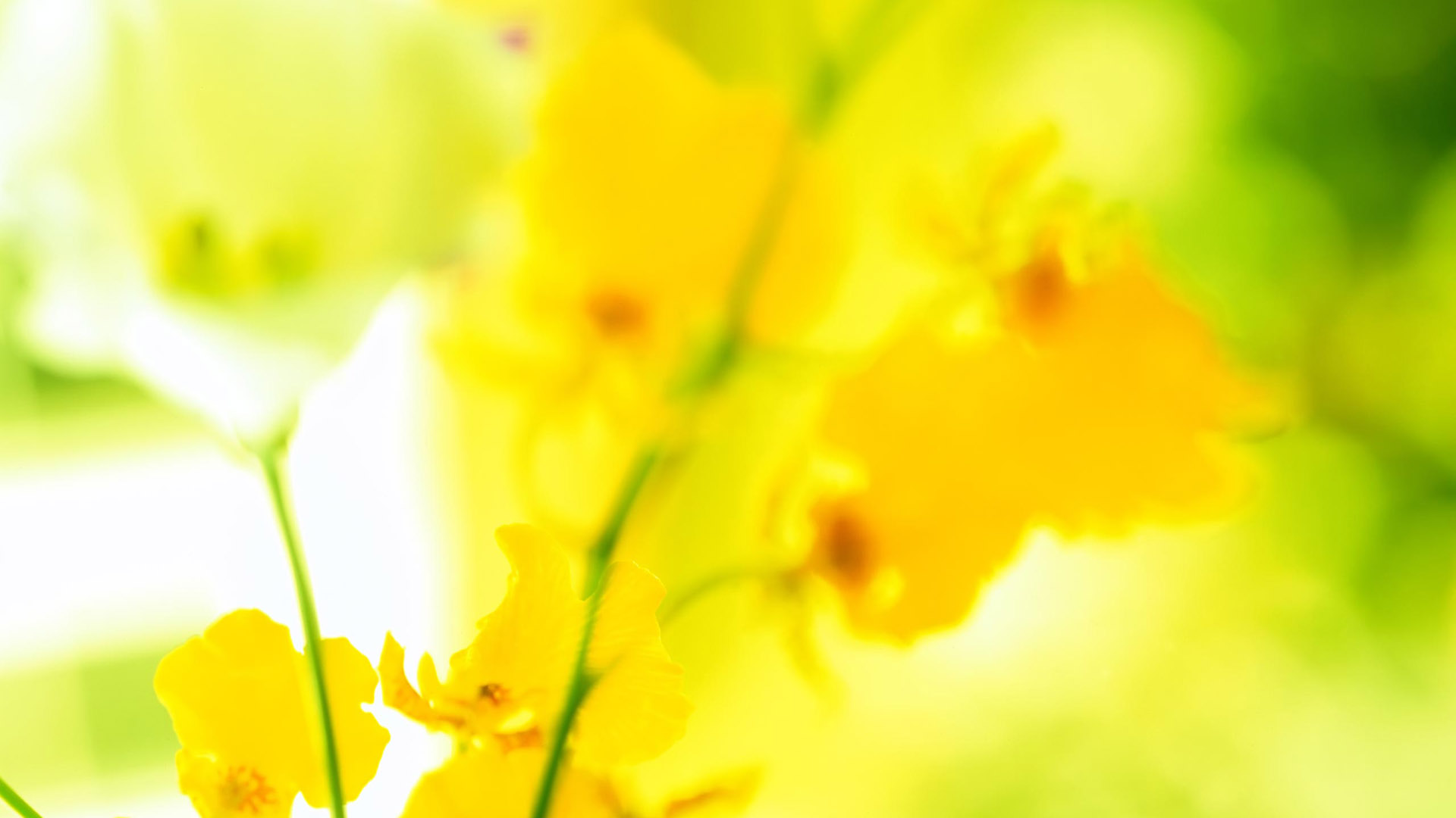 HD widescreen flower desktop wallpaper