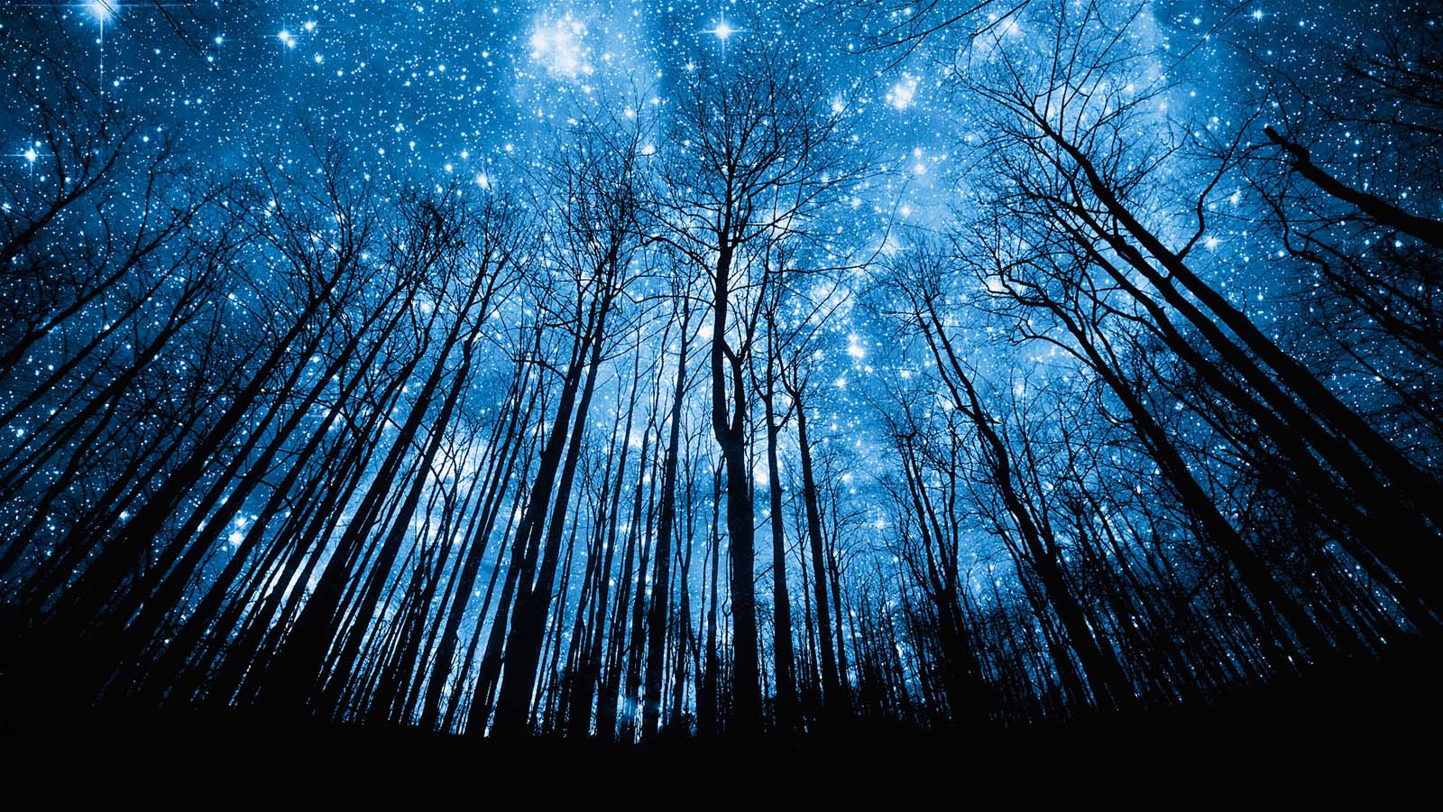 Night Forest Desktop Wallpaper