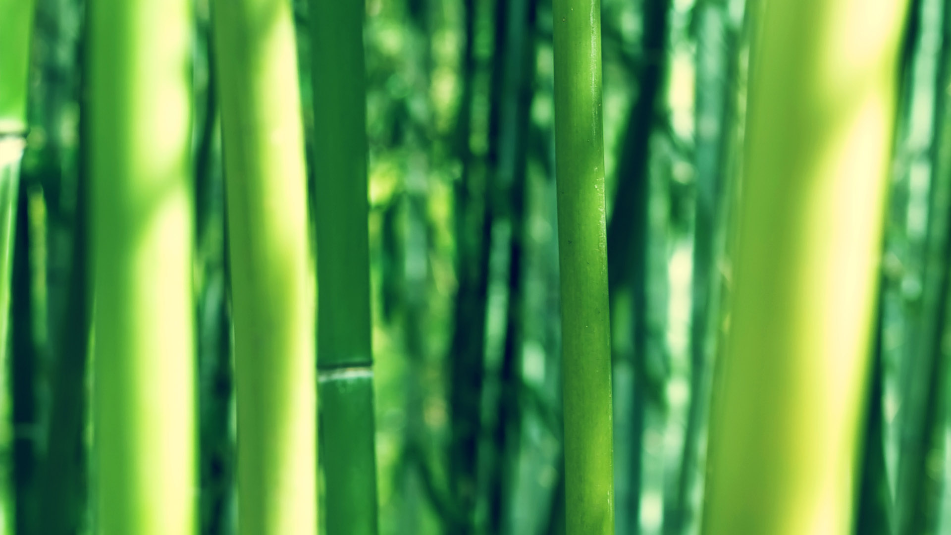 HD widescreen bamboo desktop wallpaper