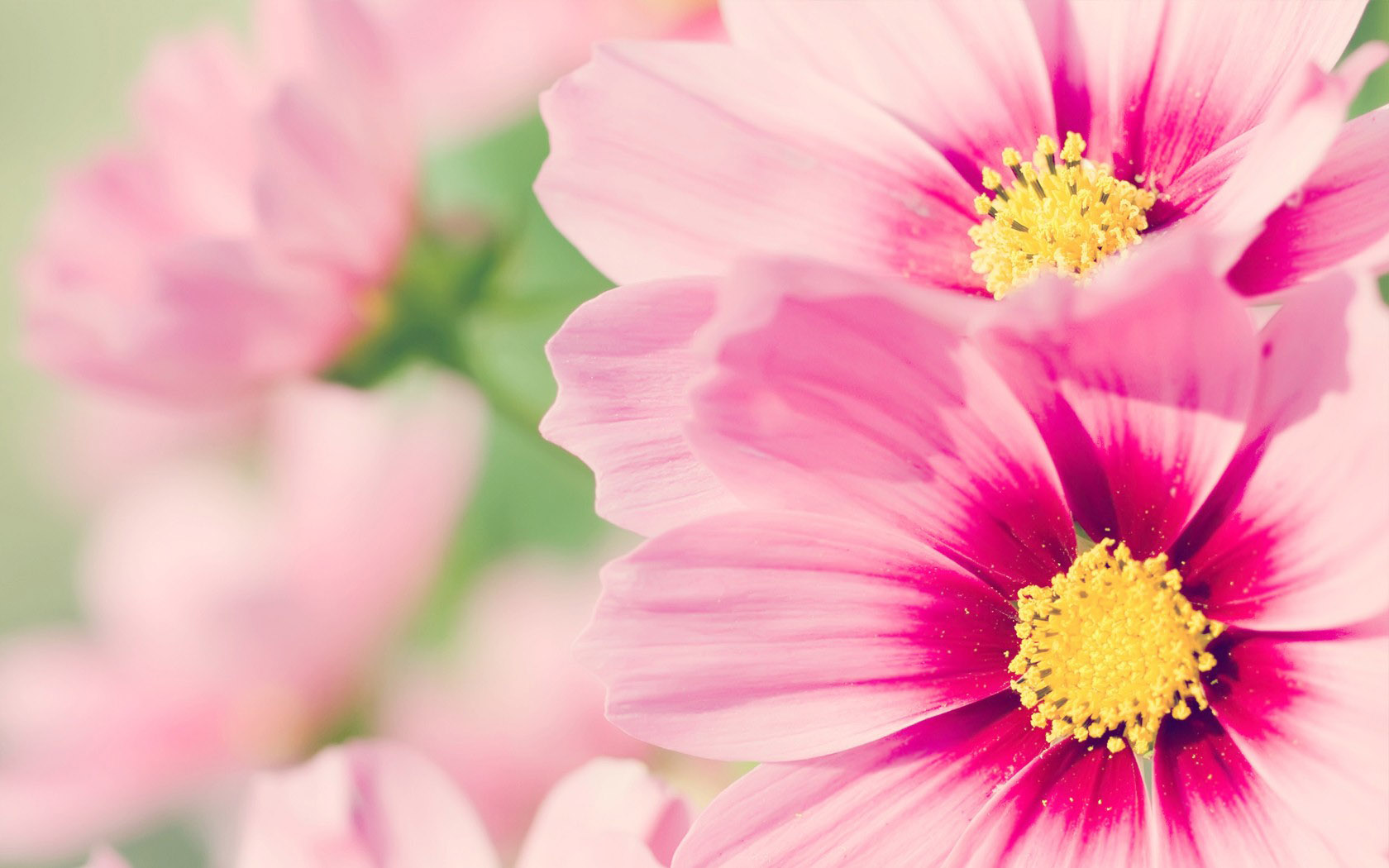 High definition flower desktop background picture