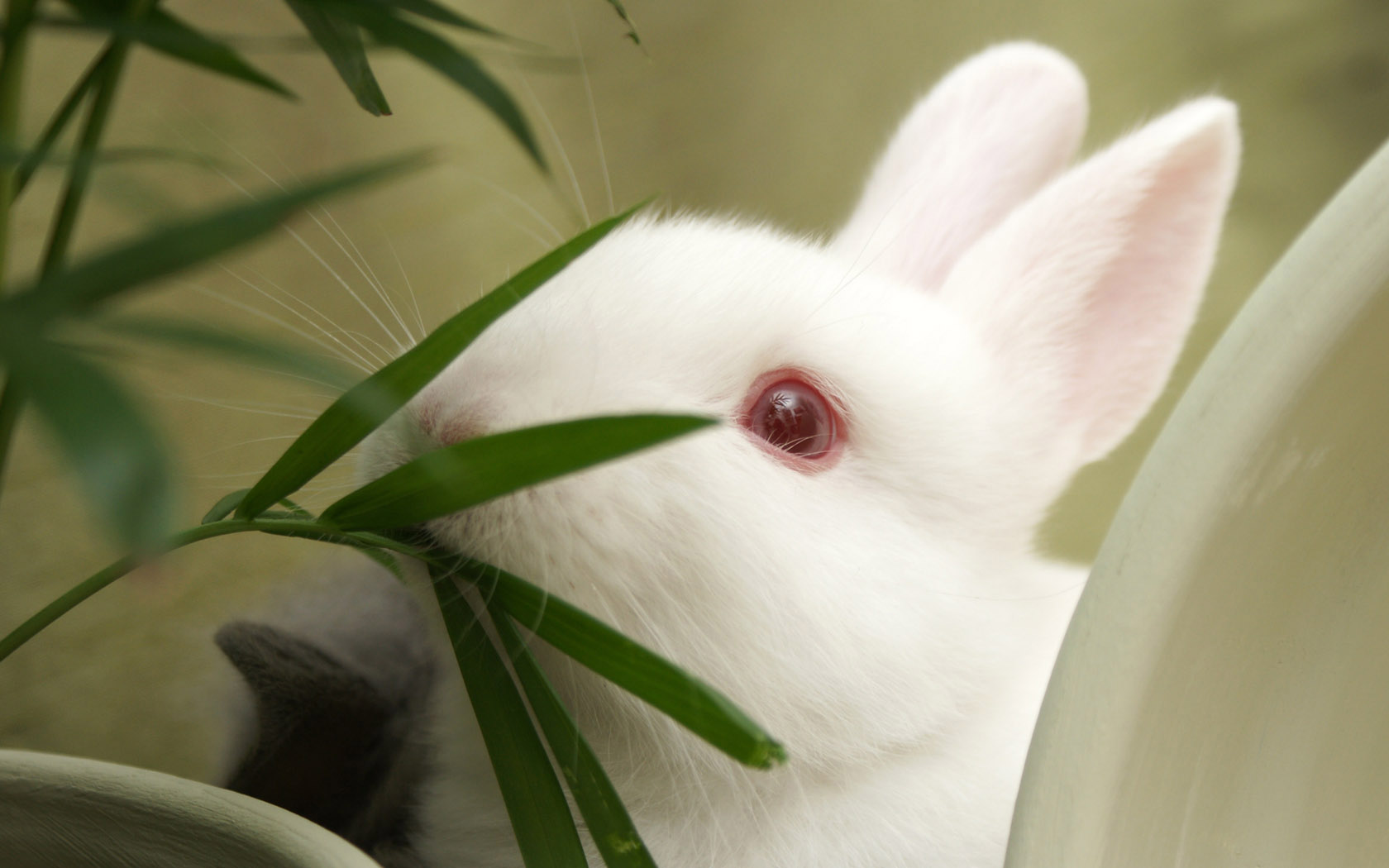 Little White Rabbit Computer Desktop Wallpaper