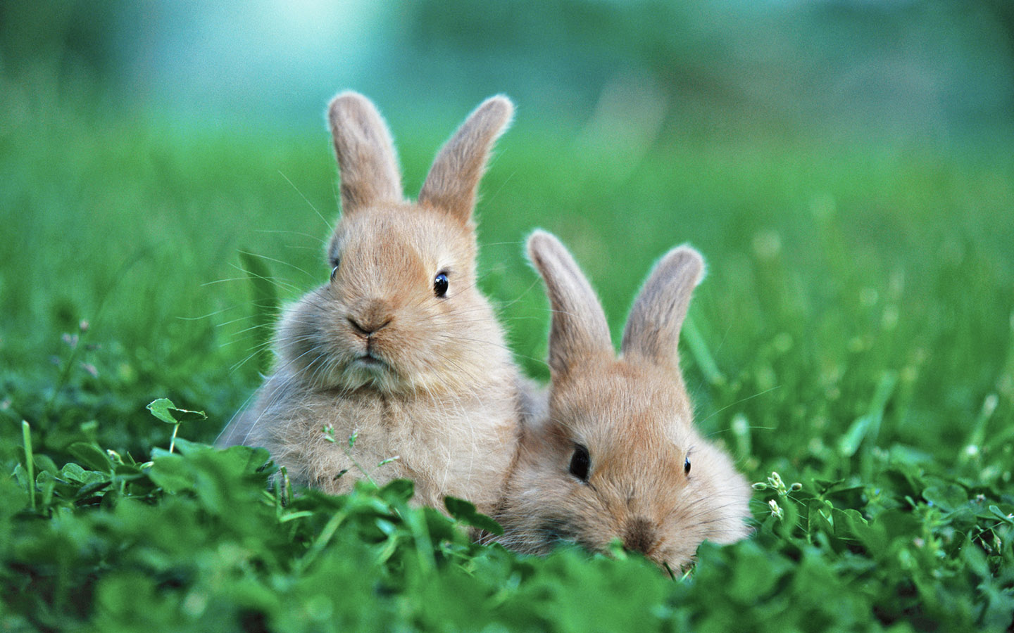 Rabbit Couple Desktop Wallpaper