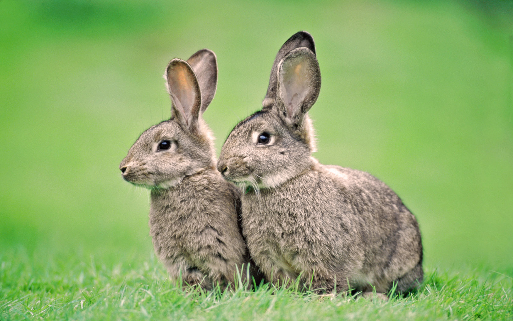 Rabbit couple desktop wallpaper