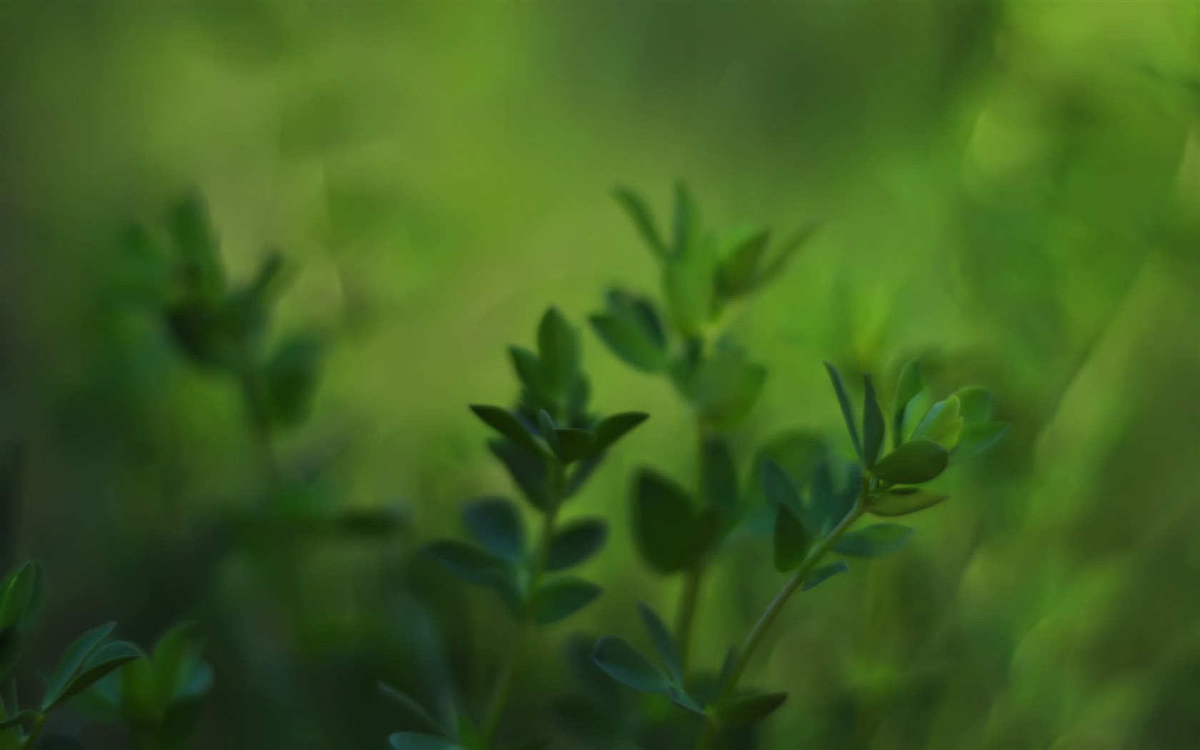 High Definition Green Plant Desktop Wallpaper