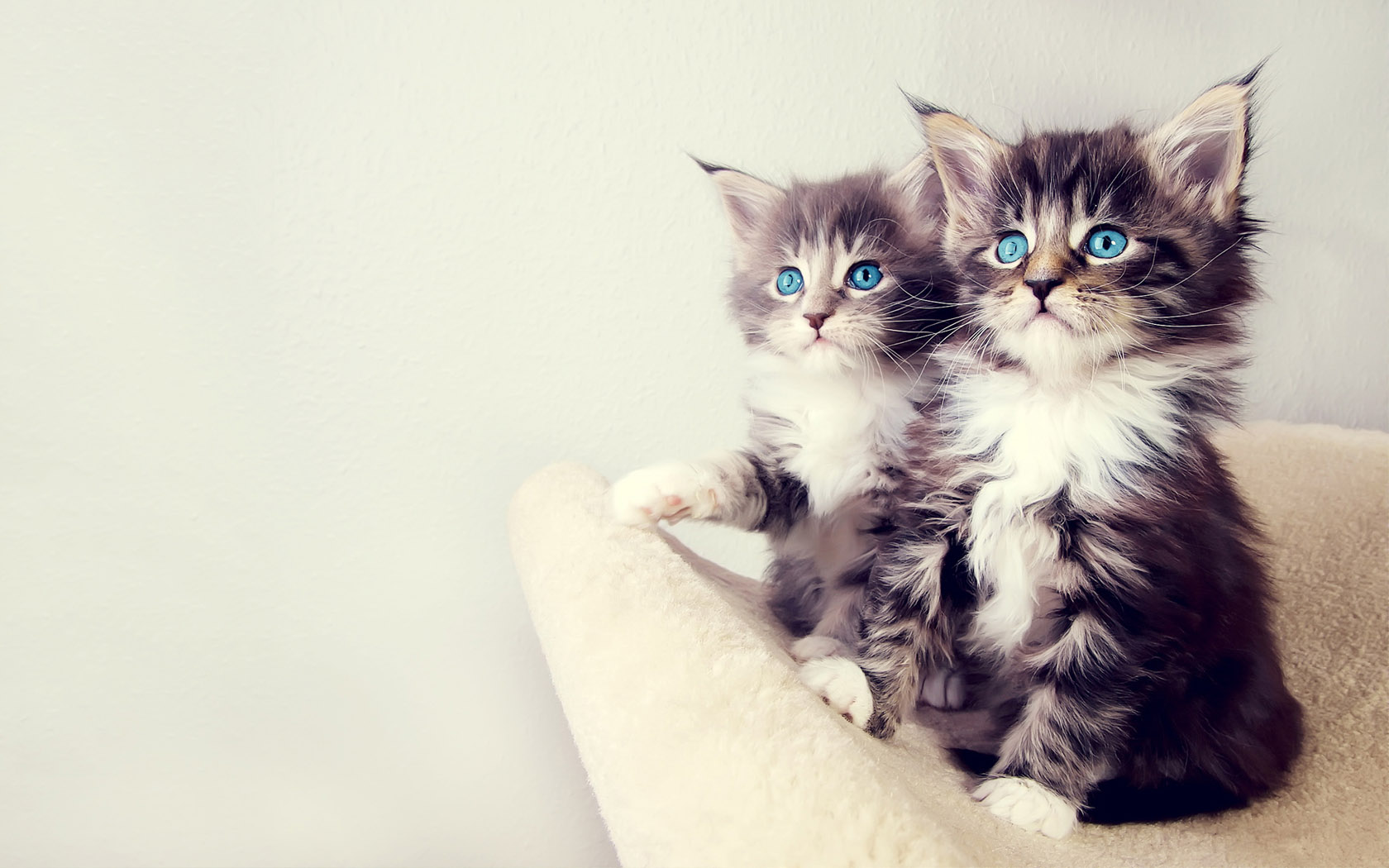 Cute Couple Cat Desktop Wallpaper
