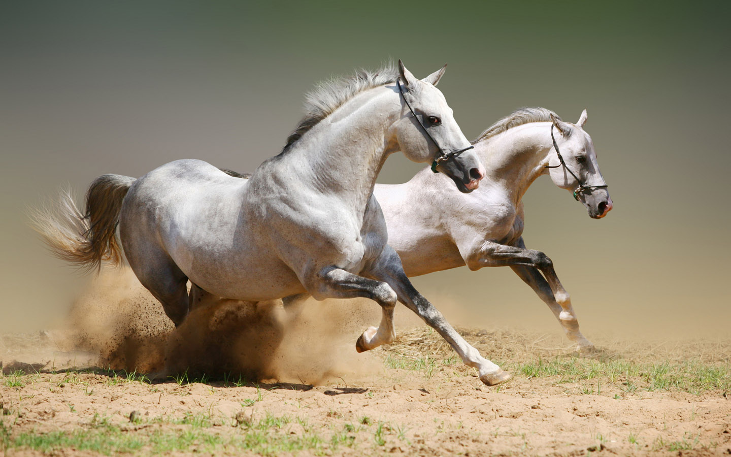 running horse desktop wallpaper