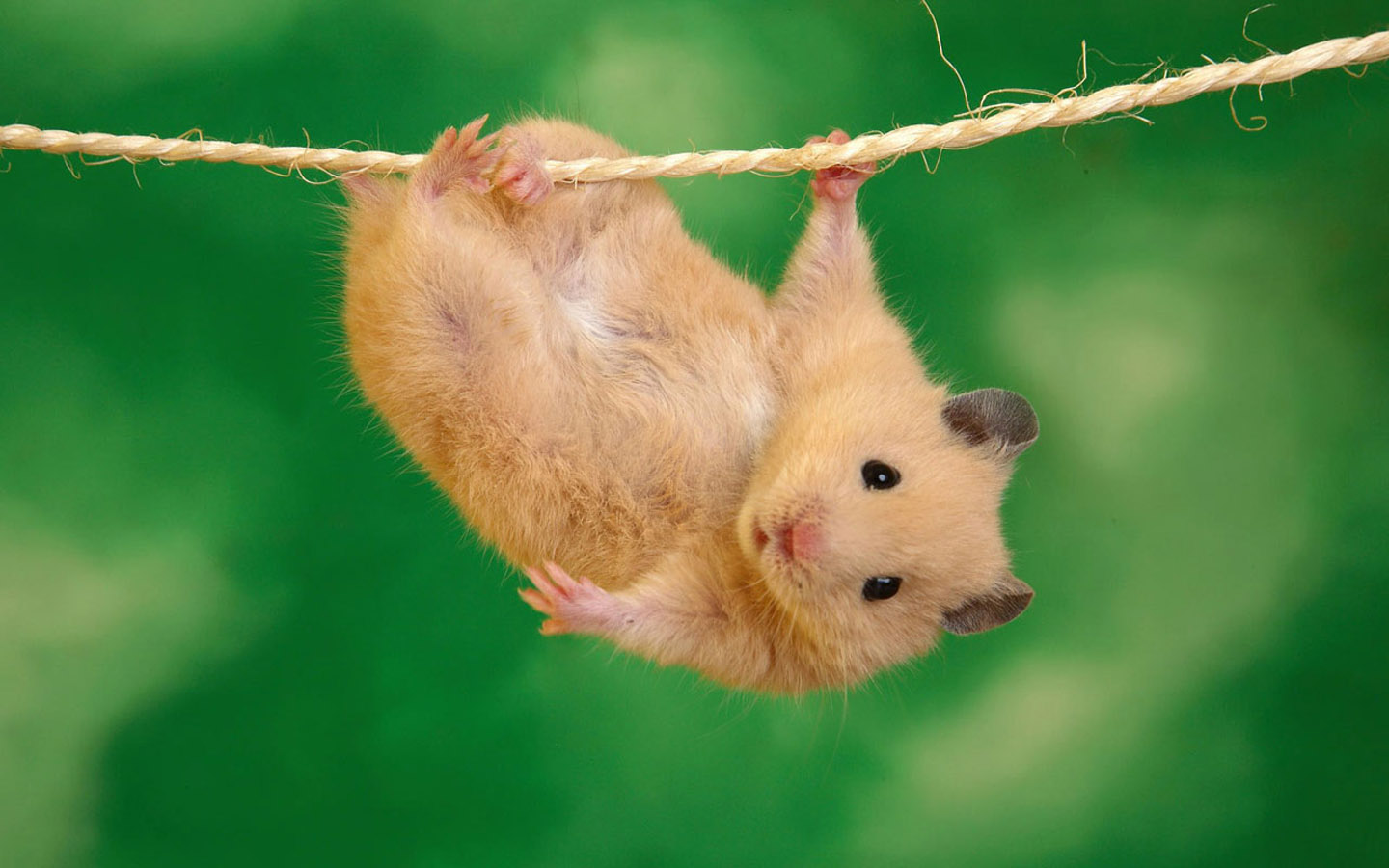Cute little hamster desktop wallpaper